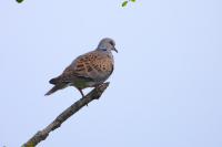 Streptopelia turtur