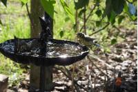 Cyanistes caeruleus