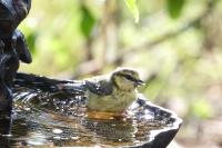 Cyanistes caeruleus