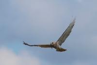 Circaetus gallicus