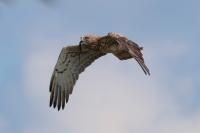 Circaetus gallicus
