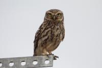 Athene noctua