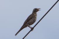 Turdus viscivorus