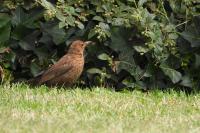 Turdus merula