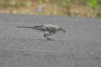 Motacilla alba alba