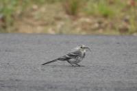 Motacilla alba alba