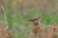 Sylvia communis