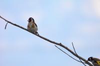 Carduelis carduelis