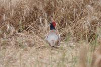 Phasianus colchicus