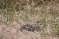 Phasianus colchicus