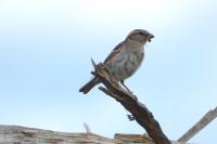 Passer domesticus
