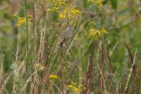 Cisticola juncidis
