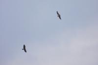 Buteo buteo