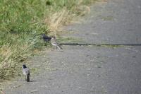 Motacilla alba alba