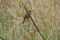 Emberiza citrinella
