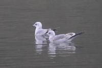 Larus canus