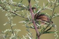 Sylvia communis