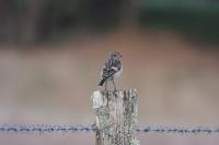 Saxicola rubicola