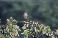 Sturnus vulgaris