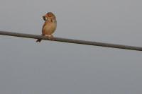 Emberiza calandra