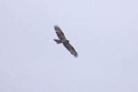 Buteo buteo