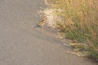 Fringilla coelebs
