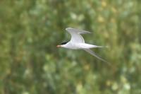 Sterna hirundo
