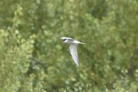 Sterna hirundo