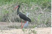 Ciconia nigra