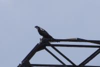 Pandion haliaetus