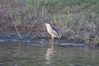 Nycticorax nycticorax