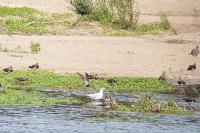 Calidris pugnax
