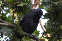 Corvus monedula