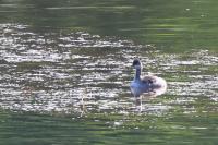 Podiceps nigricollis