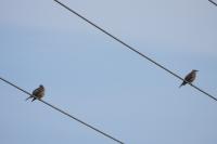 Turdus viscivorus