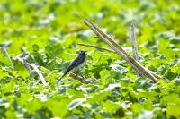 Motacilla alba alba