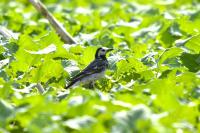 Motacilla alba alba