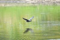 Phalacrocorax carbo