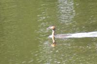 Podiceps cristatus