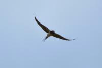 Hirundo rustica