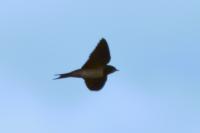 Hirundo rustica