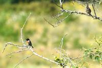 Saxicola rubicola