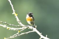 Saxicola rubicola