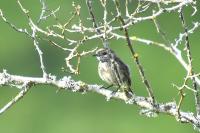 Saxicola rubicola