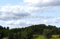 Vanellus vanellus