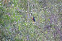 Alcedo atthis