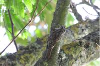 Certhia brachydactyla
