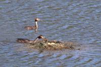 Podiceps cristatus