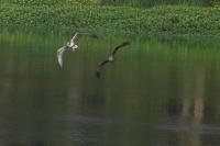Pandion haliaetus