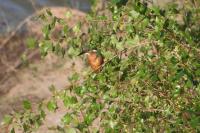 Alcedo atthis